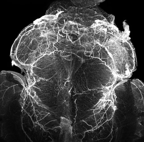 Light sheet microscopy of the vascular network in a P8 mouse
