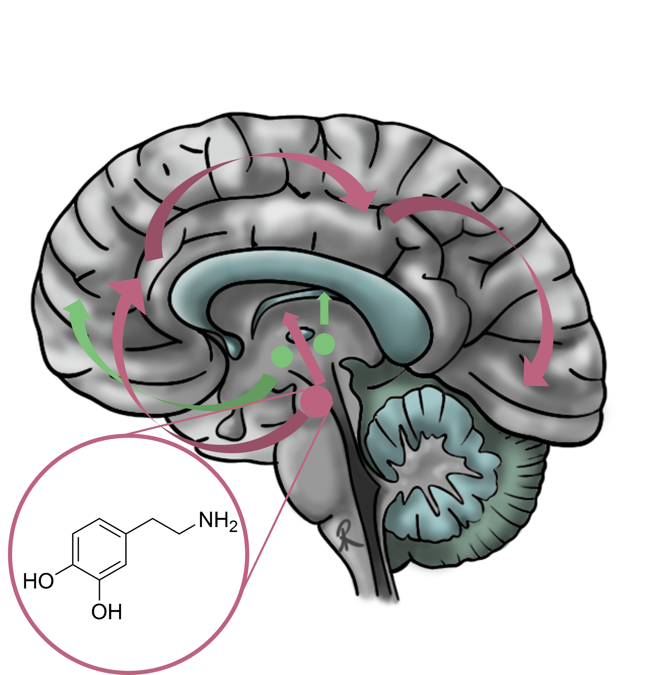 Figure illustrating the dopamine pathways in the human brain