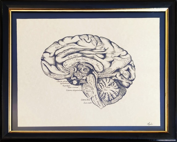 Ink and pencil anatomical drawing of a brain