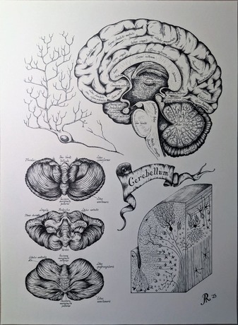 Ink and pencil anatomical drawing of a cerebellum