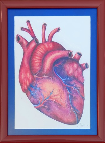 Ink and pencil anatomical drawing of a heart