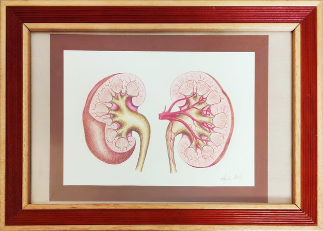 Ink and pencil anatomical drawing of kidneys