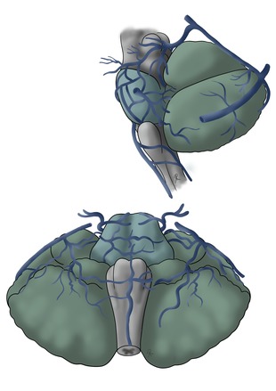 Scientific illustration of the venous drainage of the cerebellum