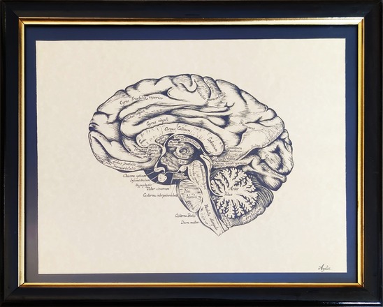Ink and pencil anatomical drawing of a brain