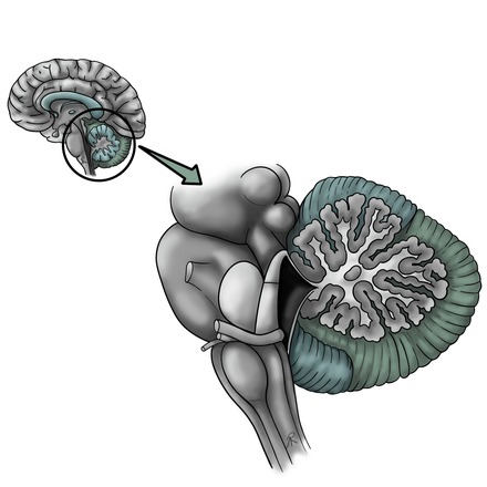 Scientific illustration of the cerebellum and brain stem