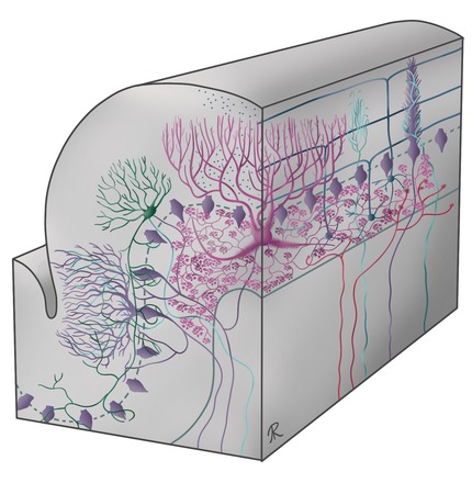 Scientific illustration of the cerebellar cortex