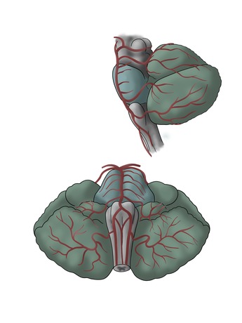 Scientific illustration of the arterial irrigation of the cerebellum