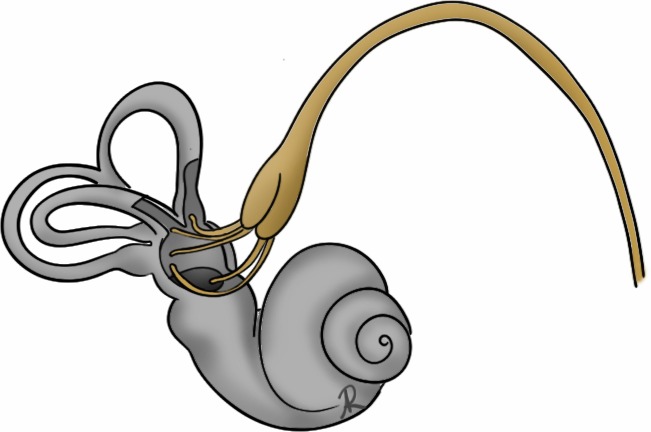 Scientific illustration of the inner-ear labyrinth
