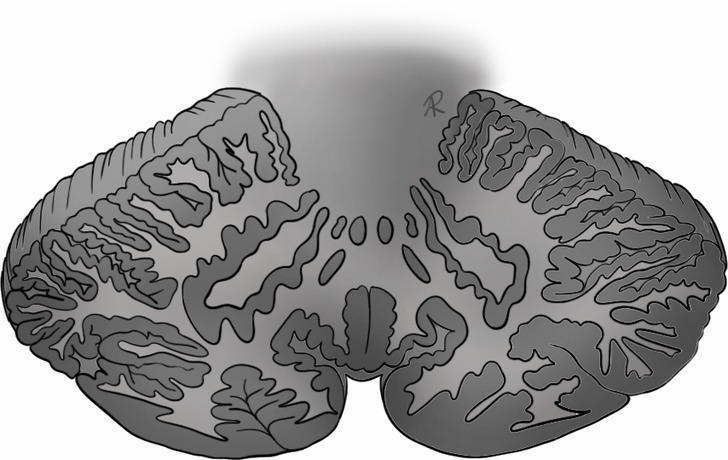 Scientific illustration of the cerebellum