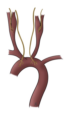 Scientific illustration of the peripheral chemoreceptors
