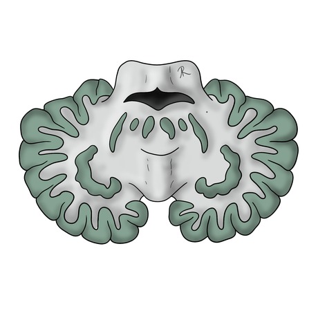 Scientific illustration of the deep cerebellar nuclei