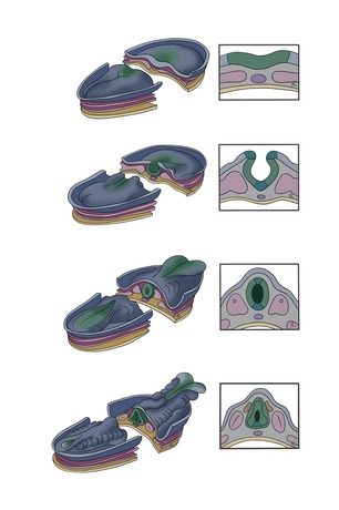 Scientific illustration of trilaminar disc development