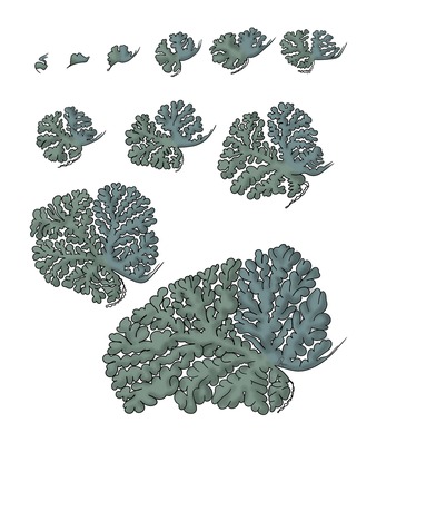Scientific illustration of cerebellar foliation