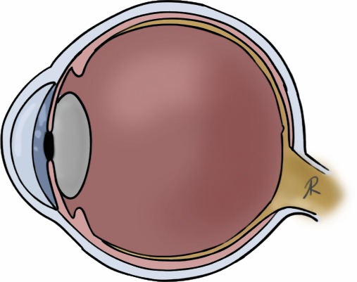 Scientific illustration of the eye