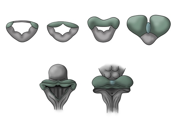 Scientific illustration of the cerebellar anlage