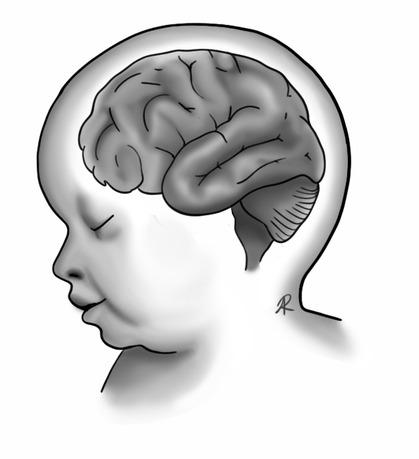 Scientific illustration of a newborn brain