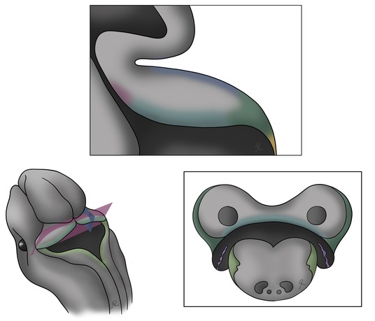 Scientific illustration of the rhombic lip and ventricular zone