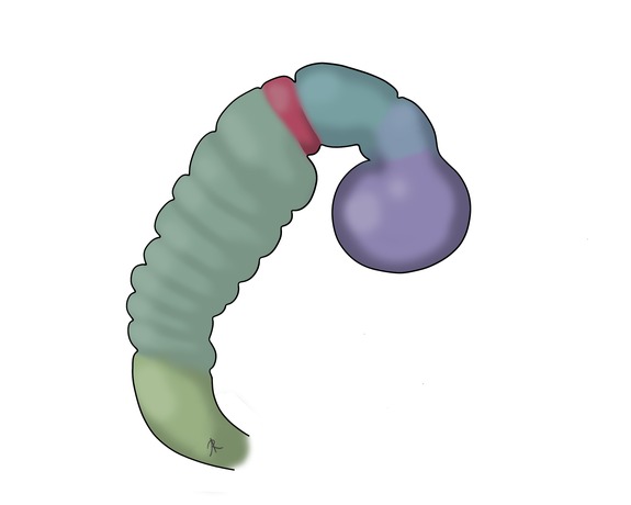 Scientific illustration of the rhombomeres
