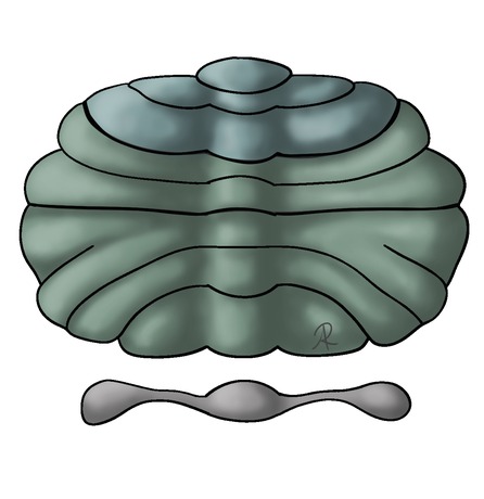 Scientific illustration of the cerebellar lobes