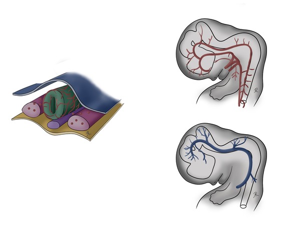 Scientific illustration of vascular development
