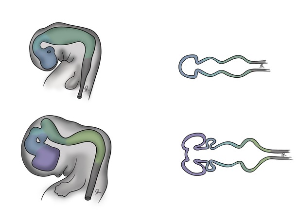 Scientific illustration of the neural tube vesicles