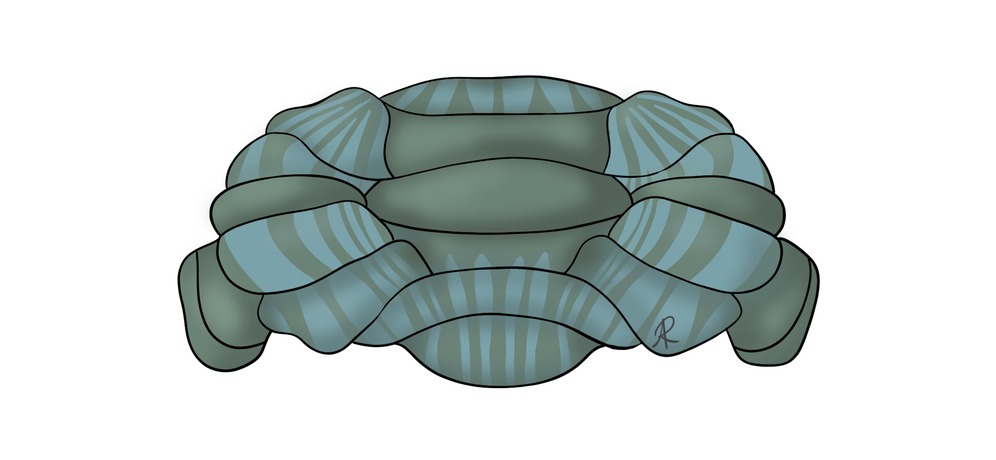 Scientific illustration of the zebrin zones